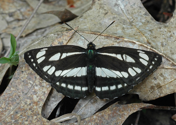 Schwarzbrauner Trauerfalter (Neptis sappho) - © Leo Kuzmits